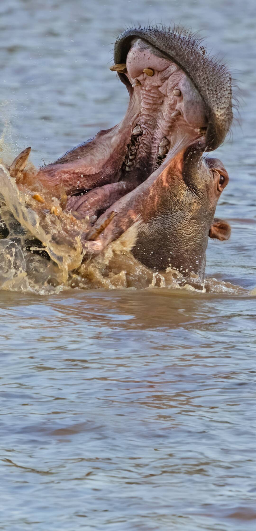 Hipopótamos y...: Hipopótamos con Steve Backshall I