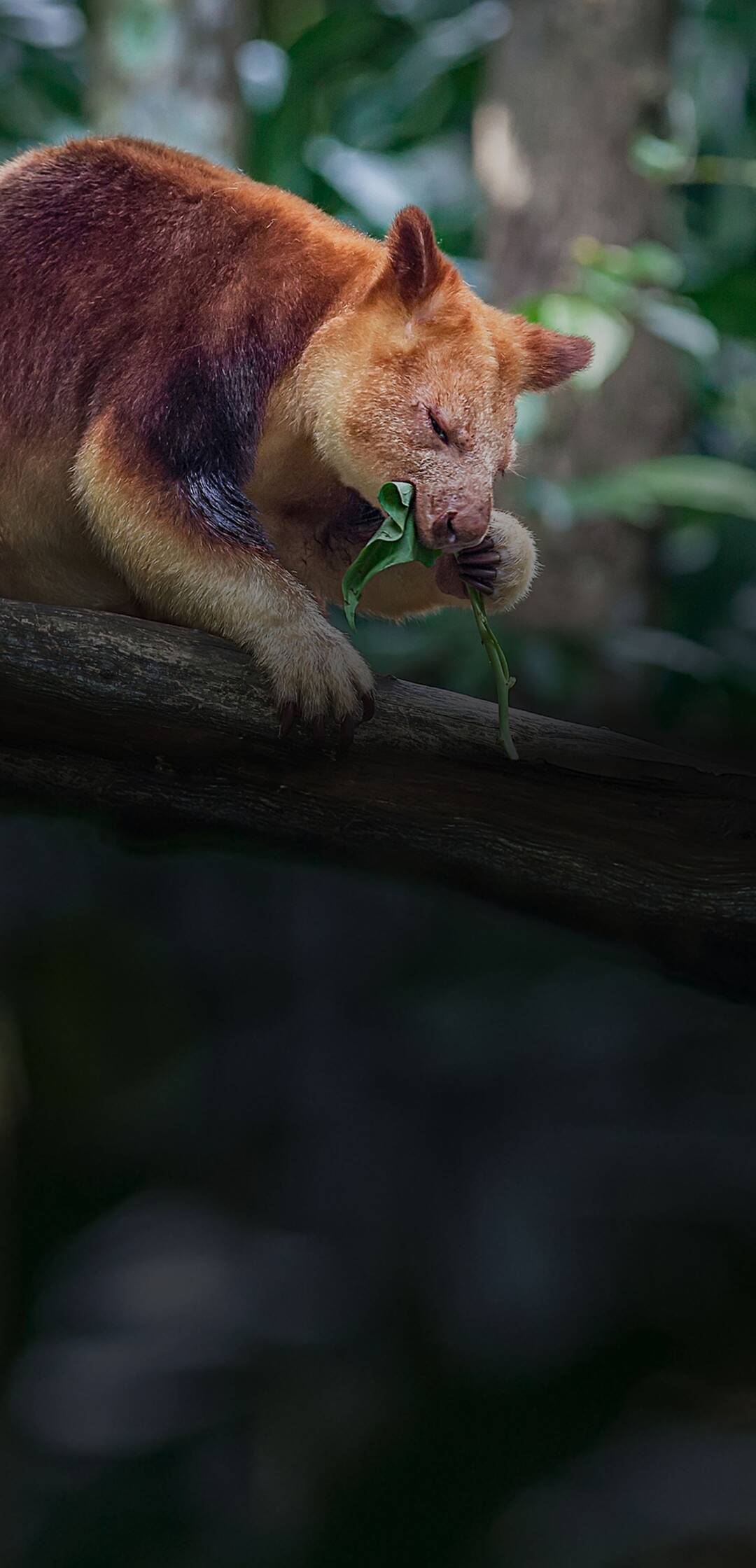 El zoo del Bronx,... (T1): Pasarse al lado salvaje