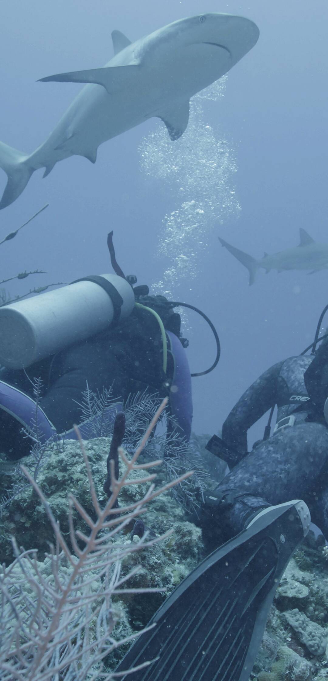 El tiburón del Triángulo de las Bermudas