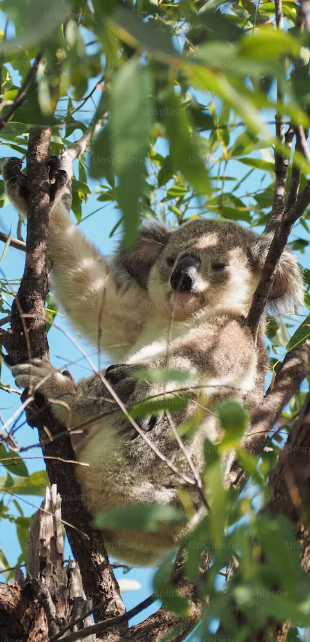 Australia extraordinaria: Bosques indómitos 