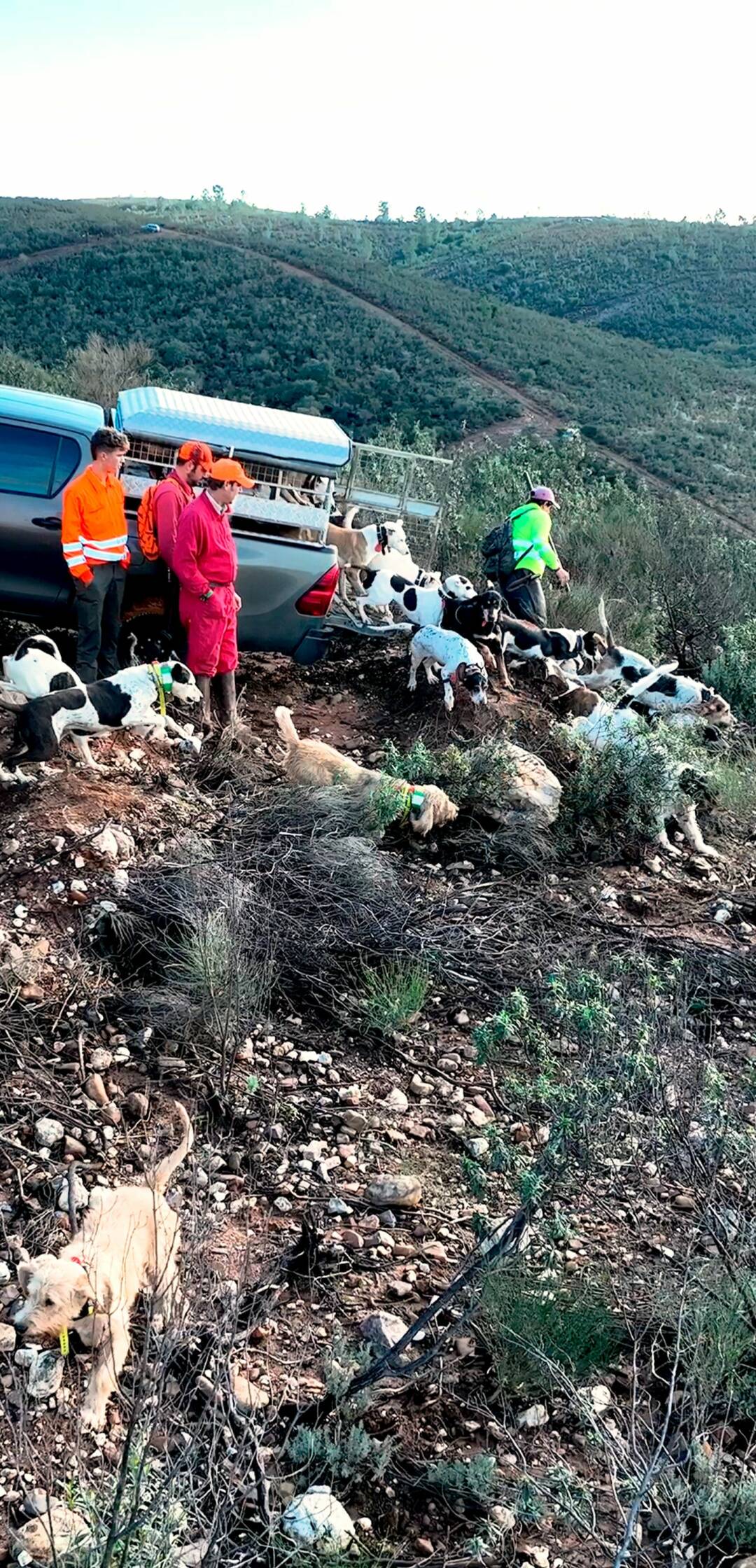 Monteando los jabalies de La Nava. 1º Parte