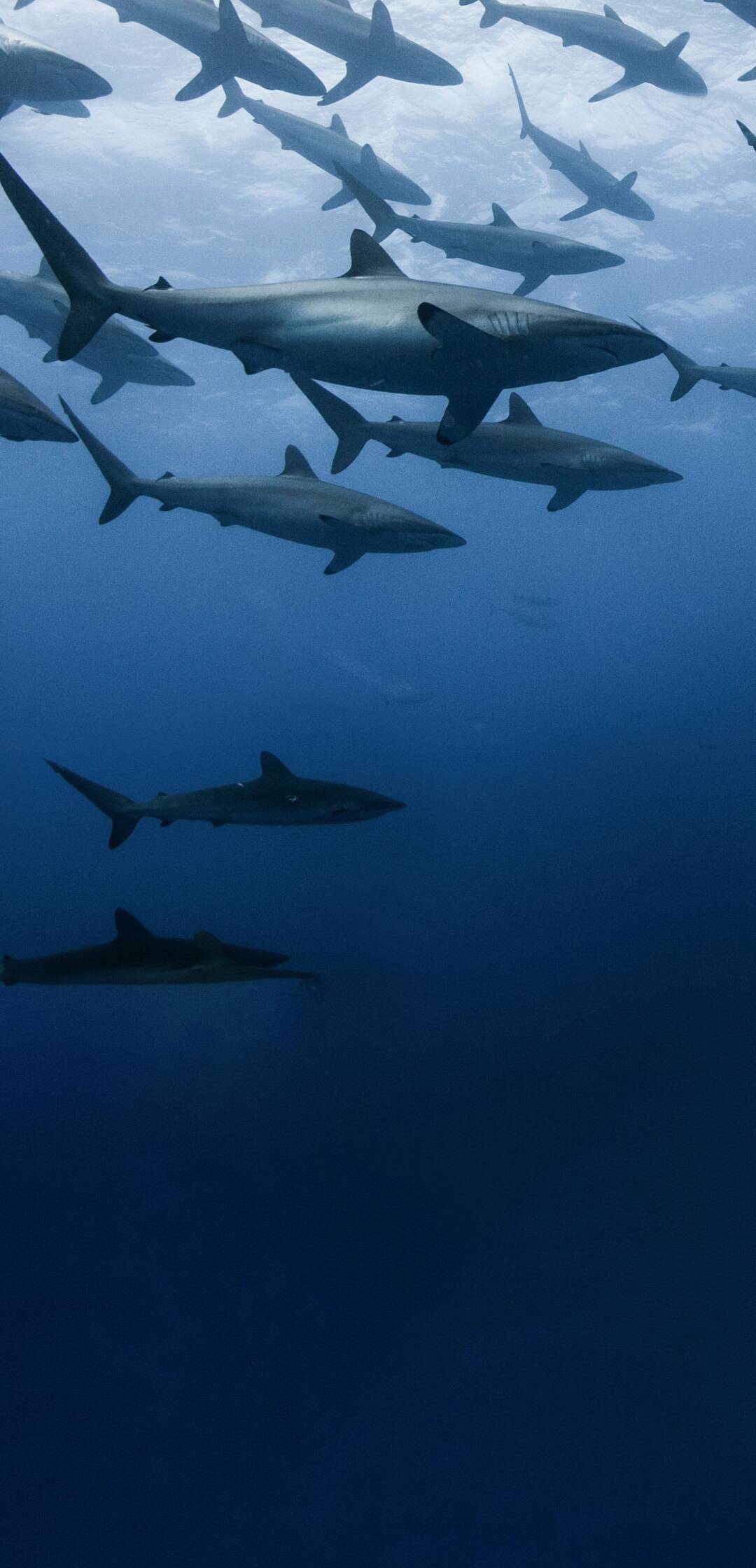 El territorio de los tiburones perdidos