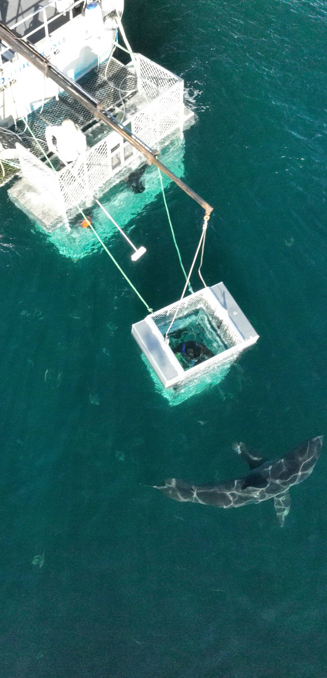 Tiburones en la costa