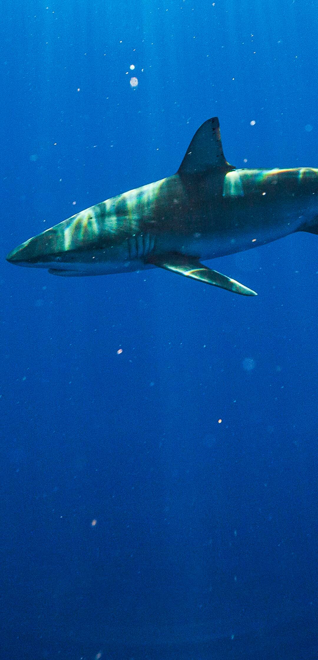 Tiburón mako: sangre fresca