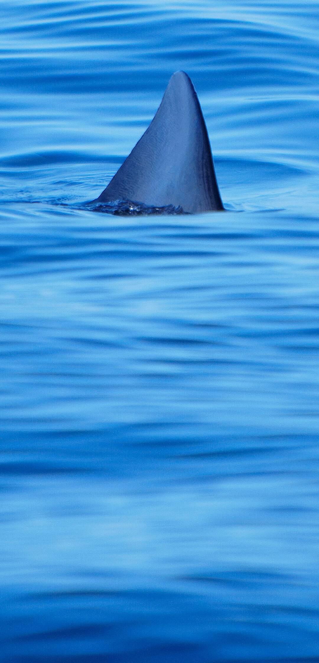 Defensa contra tiburones