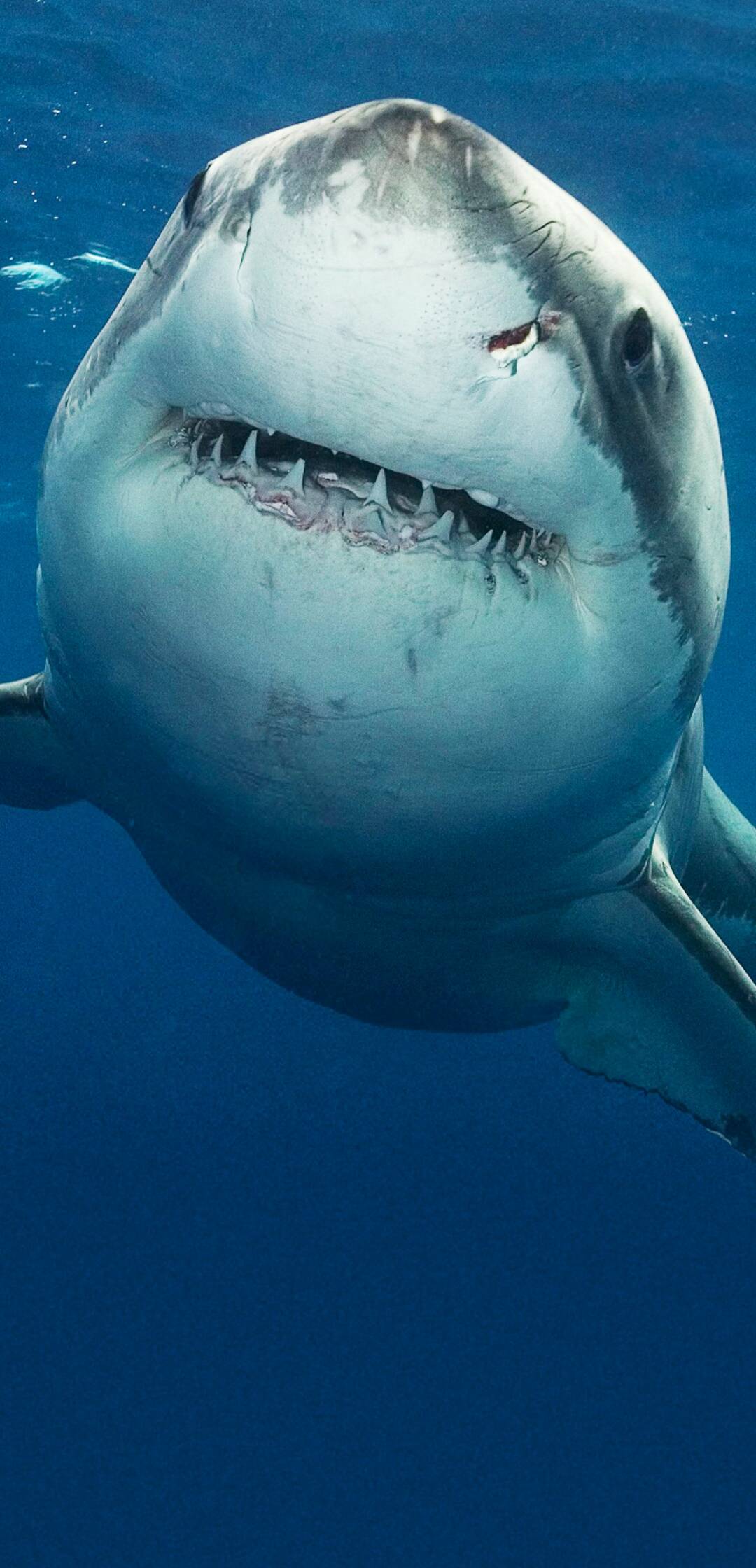 Sharkcam: Mejores momentos