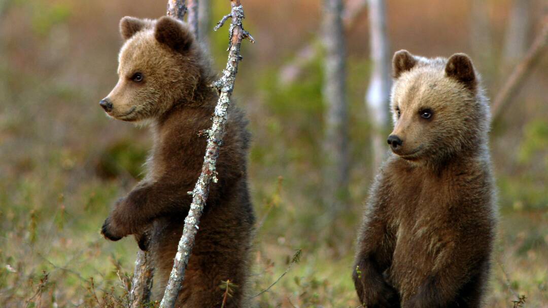 Una Hermandad De Osos: En Los Bosques De Escandinavia