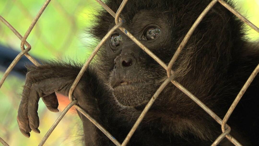 Tras los últimos primates mexicanos