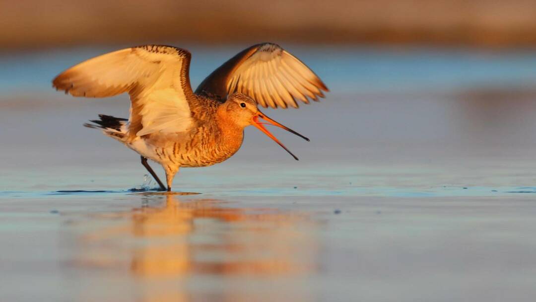 La gran estación de tránsito de las aves: el Marja