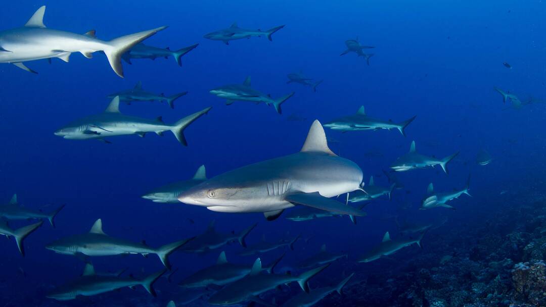 Enjambre de tiburones