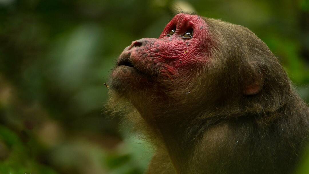 Dentro de lo...: El dilema de un Oso Perezoso