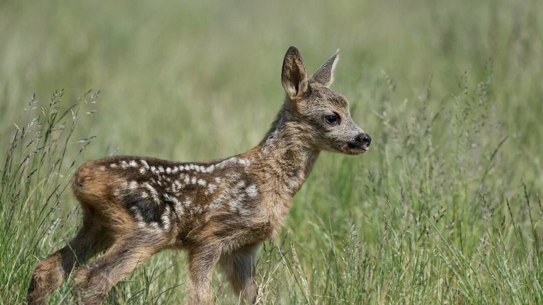 Tiernas y salvajes: adorables crías animales