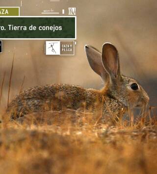 Alfaro, tierra de conejos