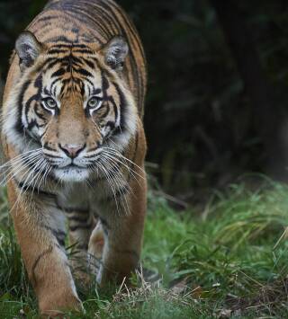 En tierras vírgenes. Proyecto tigre