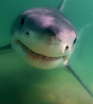 Los tiburones blancos de Cabo Cod