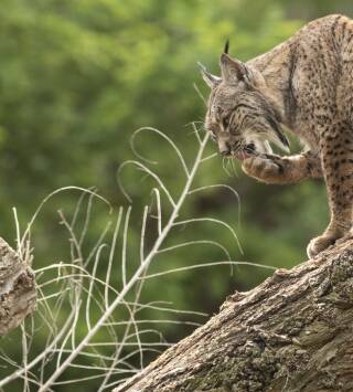 De viaje: el amanecer del Lince ibérico