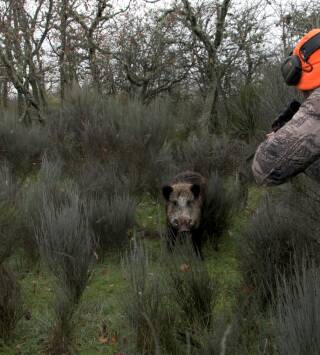 Monteando en el campo charro. 1ª parte