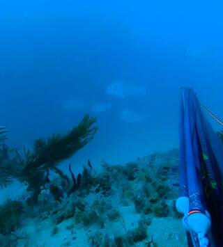 Pesca profunda de invierno en Conil