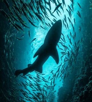 Sharkfest: Tiburón vs. tiburón