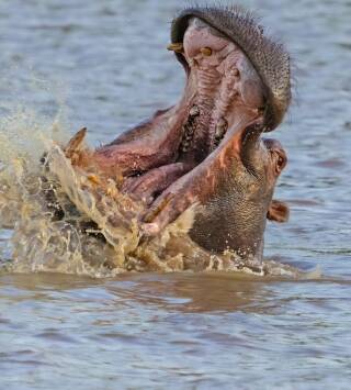 Hipopótamos y...: Hipopótamos con Steve Backshall I