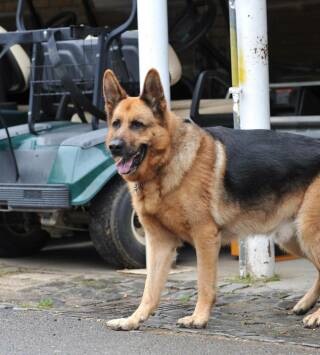 Rex, un policía diferente