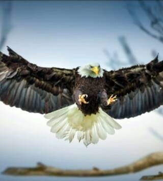 La carrera por la vida: Aves rapaces