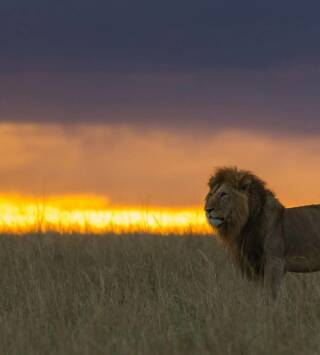 Los cazadores nocturnos de África