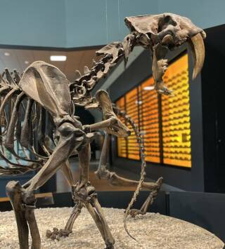 Bestias del pasado: Basilosauros
