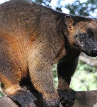 Wild Australia: El desierto del canguro rojo