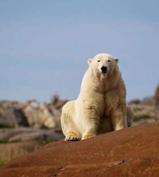 El reino del oso polar: El clan del norte