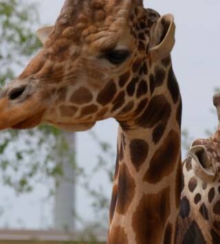 Los secretos del zoo:...: Aterrizaje forzoso