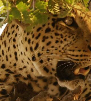 Cazadores de África: El leopardo hambriento
