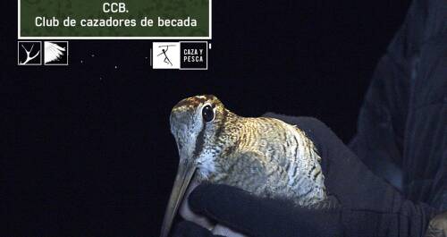 CCB: Club de Cazadores de Becada