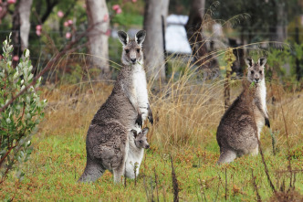 Los animales más...: Jungla urbana