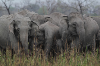 Los secretos de la...: Reino elefante