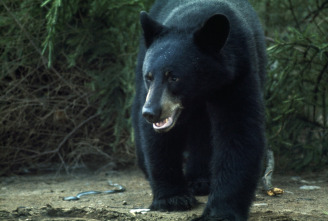 Los animales más...: Bosques