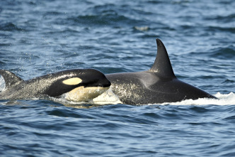 Concebido para matar: La orca