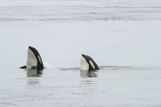 Concebido para matar: La orca