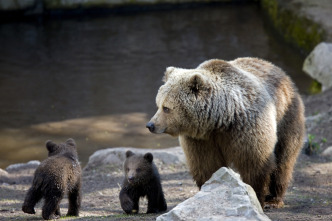 Concebido para matar: El oso grizzly