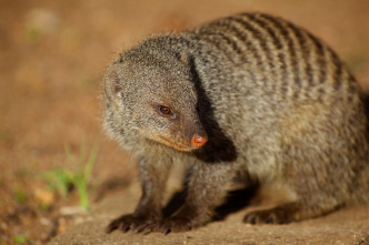 Animales aún más salvajes 