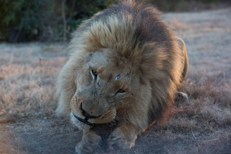 Encerrado entre leones