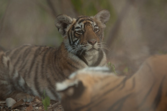 La venganza del tigre