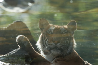 La venganza del tigre