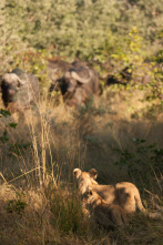 Rivales de sangre: el león contra el búfalo