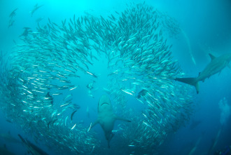 Territorio de tiburones