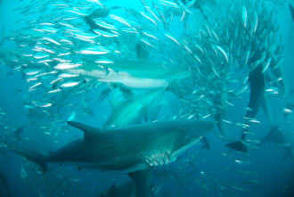 Territorio de tiburones