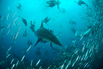 Territorio de tiburones