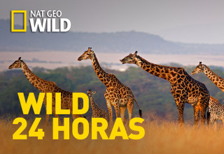 Wild 24 horas: La sabana africana