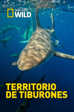 Territorio de tiburones