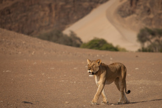 Los conquistadores del desierto de Namib